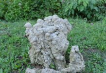 Greek Citizenship and Military Obligations