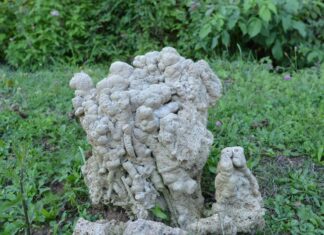 Greek Citizenship and Military Obligations